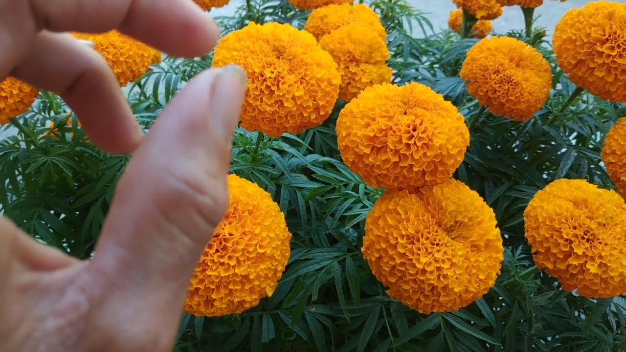 hoa van tho và phòng trừ bệnh chết cây