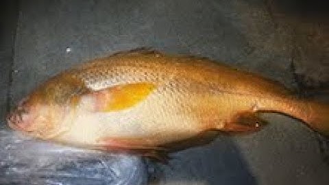 Một Đêm Đêm Săn Loài Cá Sửu Vàng Đắt Tiền | Dân Chơi Đi Câu