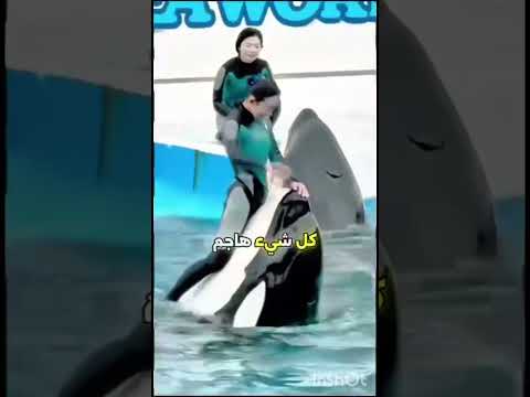 كارثة الدلفين الذي اكل مدربه حقا الحيوان يبقى حيوان 
