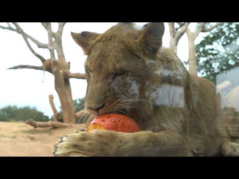 Lions Play With Halloween Decorations at Werribee