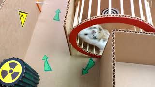 Hamster escapes the awesome maze for Pets inreal life 23 in Hamster stories Part 2