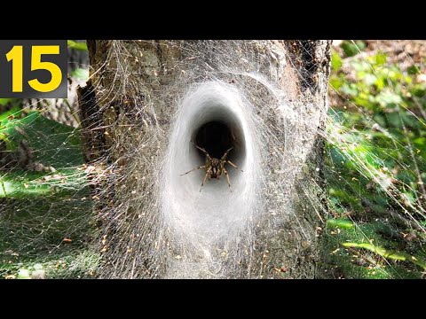 Video: Døde fugler i morbide smykker. Gotiske halskjeder av Miju