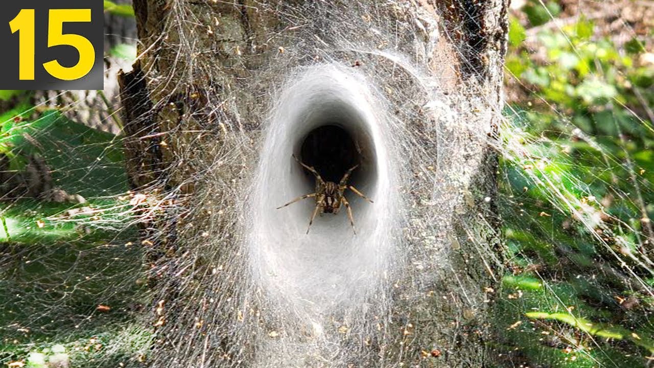 15 COOL SPIDER WEBS - YouTube