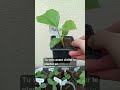 Semis de melon 🍈 Astuce réussite