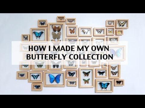 How to make a butterfly wall collection