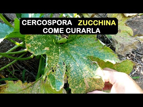 Video: Fungo Cercospora - Cause e trattamento della macchia del frutto di Cercospora