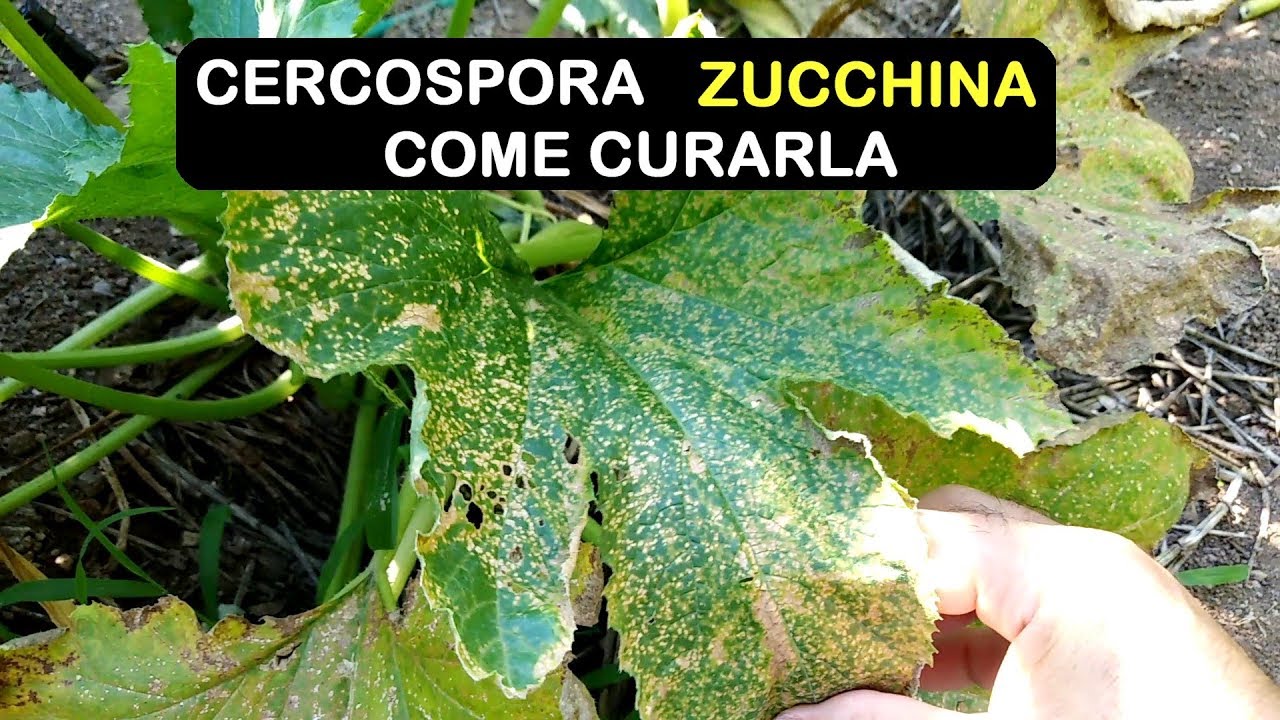 MALATTIA ZUCCHINA CERCOSPORA
