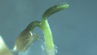 Chamomile seed germination #timelapse