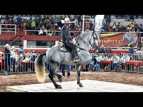 CABALLOS BAILADORES EN