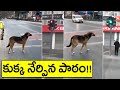 Viral Video: Dog Following Traffic Rules