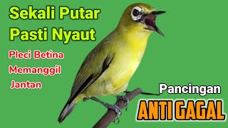 PLECI BETINA MEMANGGIL JANTAN - Ampuh jadikan PLECI JANTAN yang diam langsung BUKPAR(MASTERAN PLECI)