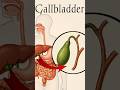 Gallbladder | Location, Size &amp; Function | digestive system #gallbladder #digestivesystem