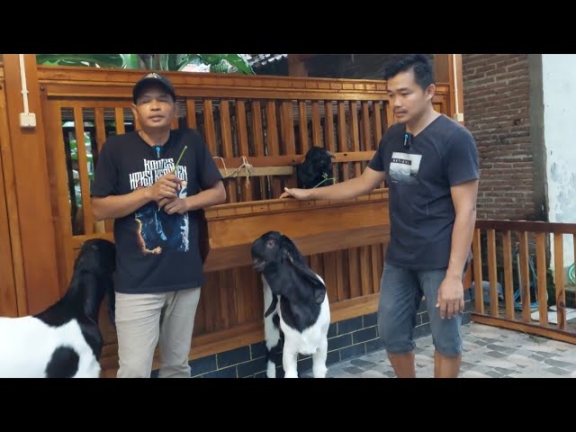 MATERI BREEDING LUWESAN DI KANDANGNYA MAS AGUS class=