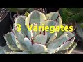 The Plant Traveller:  3 Variegates  Young Agaves to Grow