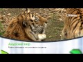 Амурский тигр | Природа | Телеканал "Страна"