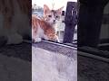 tere dar pe aaya hu #trending #status#cat #love#qawwaliyan #shorts #song #fyp#@Goldenbeauty2007