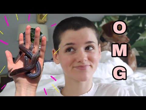 snake oil UNBOXING MY SUNBEAM SNAKE!
