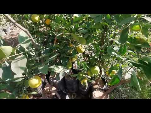 أشجار برتقال مقزمة عليها ثمار للبيع أون لاين وتوصيل مجاني لكل محافظات مصر