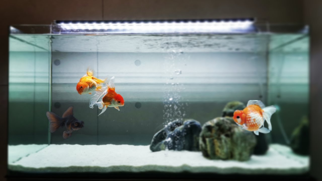 Top 10 Amazing Goldfish Tank  Beautiful Goldfish Aquariums 2021