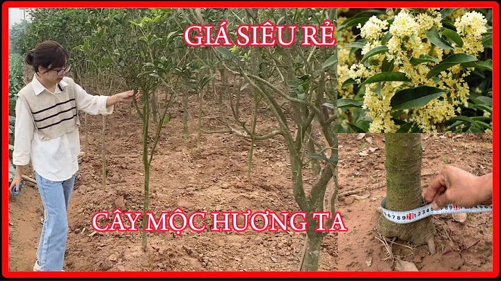 Cay ban độc còn gọi là cay gì