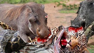 Survival Battle_ Leopard Was Tortured Madly To Death By Angry Mother Warthog And Python