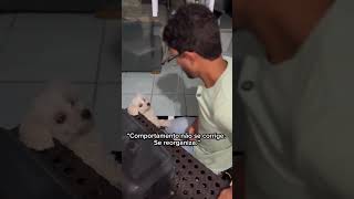 Transformação canina:a mudança no comportamento surge da organização emocional e da confiança mútua.