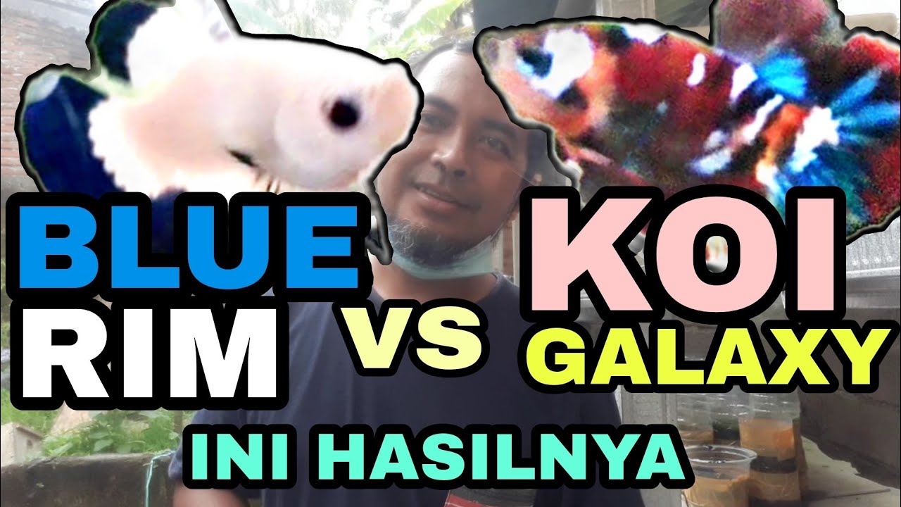 Review anakan ikan cupang hasil silangan blue rim dengan nemo koi galaxy multicolor