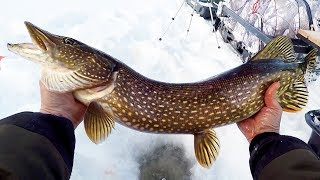 Рыбалка на Жерлицы! Ловим Окуня и Щук - Большие Чертаны! Часть Первая!!! Рыбалка на Жерлицы! Ловим Окуня и Щук - Большие Чертаны! Часть Первая!!!