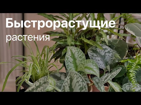 Видео: №78. Комнатные растения, которые быстро растут.