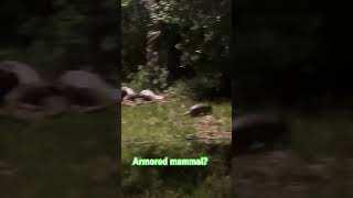 #youtubeshorts #fypシ゚viral #adventure #armoredvehicles #armadillo #armadillos #mammalsaroundtheworld