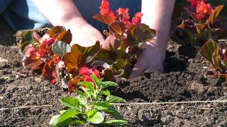 Signs of Spring: Volunteers Bring Beauty to Maple Grove Roadways