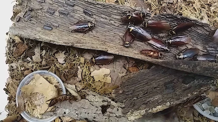 Periplaneta australasiae colony on the move.