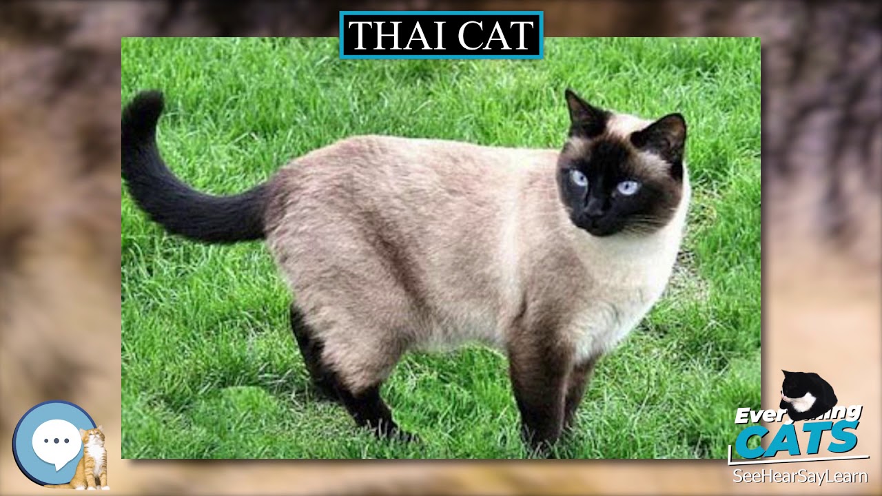 thai cat