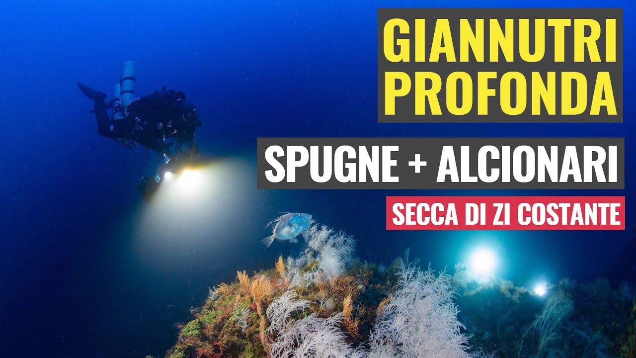 Immersione su Spugne Alcionari e Corallo Nero alla Secca di Zi Costante