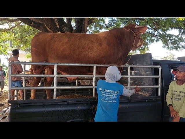 MINTA 40 JUTA‼️SAPI JUMBO TURUN GUNUNG | Pasar Sapi Kerek class=