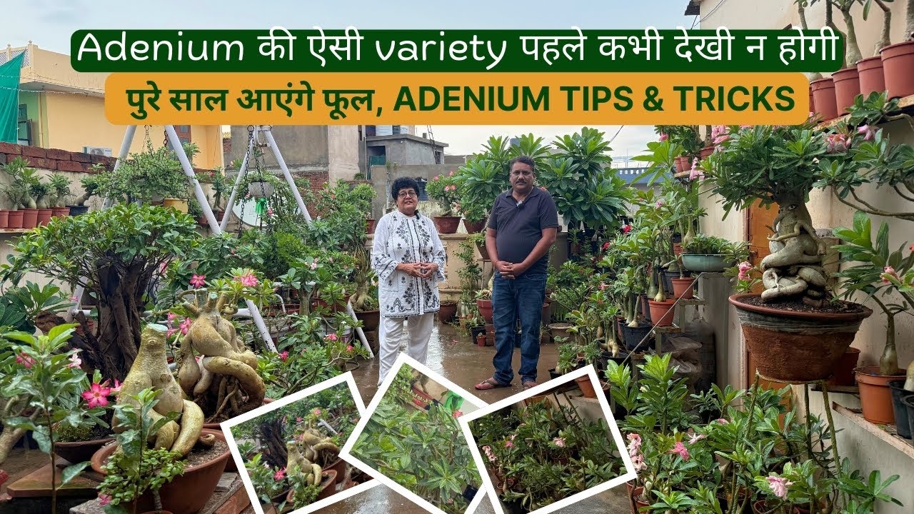 Adenium की ऐसी variety पहले कभी देखी न होगी | पुरे साल आएंगे फूल, Adenium Tips & Tricks