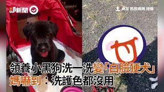 領養小黑狗洗一洗變「白臉㹴犬」 媽嚇到：洗護色都沒用 ... 