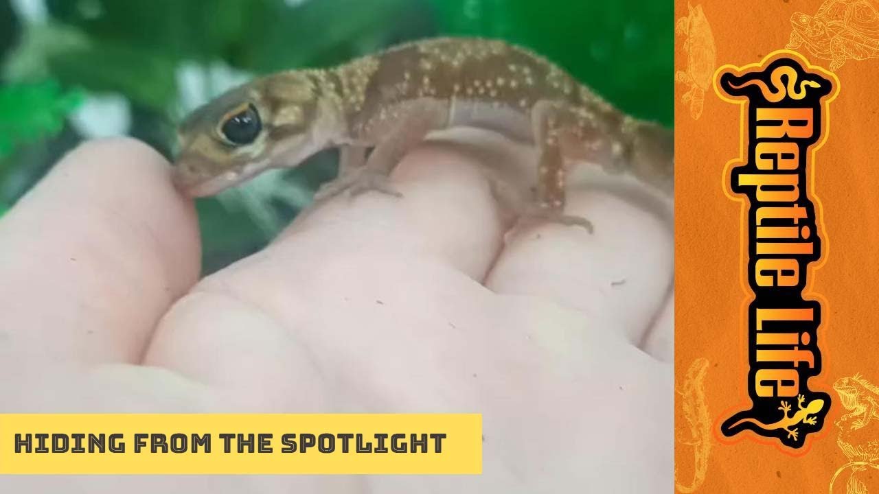 Stunning Little Male Thick Tail Gecko  | Reptile Life Ferntree Gully