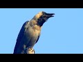 effects of crow sounds