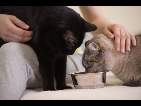 वीडियो: बिल्लियों में विटामिन बी 12 इंजेक्ट करने के लिए कहां