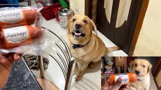 Labrador dog persistence his mom for Sausage 🌭 by Little John The Labrador 3,121 views 5 months ago 1 minute, 31 seconds