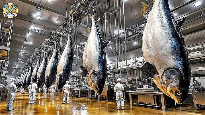 CÓMO los PERSCADORES capturan y crían ATÚN gigante 💵🐟 | El SECRETO del ATÚN PREMIUM