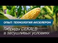 Как выбрать гибрид кукурузы для засушливых условий
