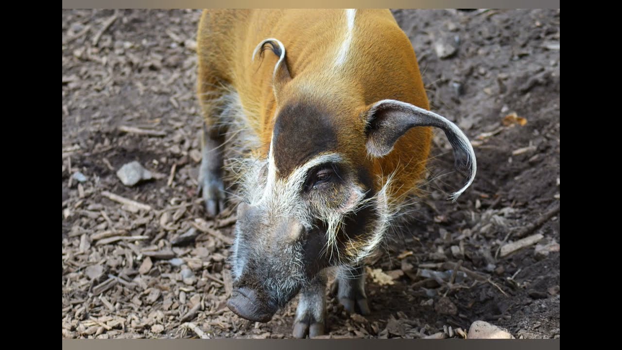 Lustige Schweine Bilder - YouTube