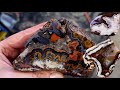 Agates of the Southwest: What