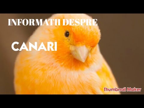 Video: Totul Despre Cintezi și Canari