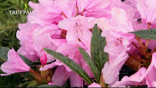 Comment tailler un rhododendron ? - Jardinerie Truffaut TV