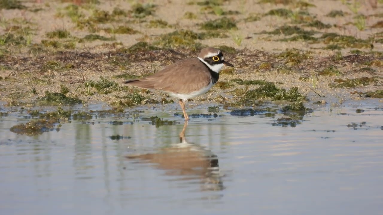 Little Ringed Plover, Corriere piccolo (Charadrius dubius)