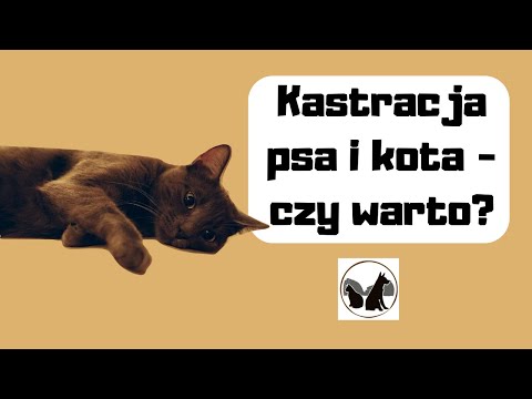 Wideo: Dlaczego Większość Grubych Kotów Pozostaje Szczęśliwa I Zdrowa?