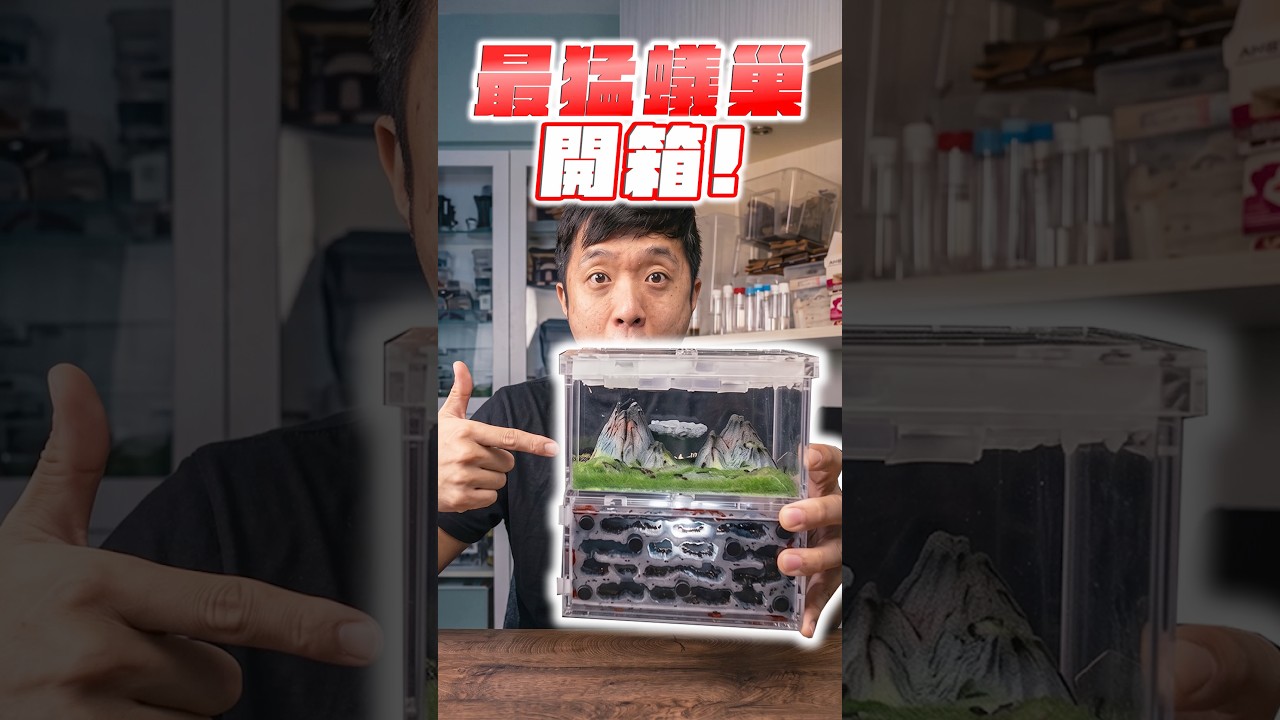 全新「超美蟻巢」開箱|螞蟻帝國光感蟻境【臺灣蟻窟】 縮圖